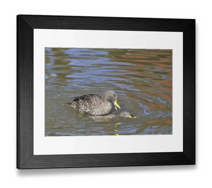 Framed Print : Yellow-billed duck (Anas undulata) Framed Print : Yellow-billed duck (Anas undulata)