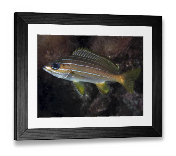 Framed Print : Eight-striped grunt (Parapristipoma octolineatum)