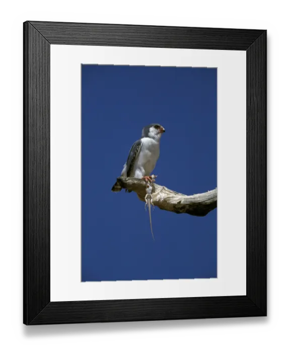 Framed Print : Collared Pygmy Falcon (Polihierax semitorquatus)
