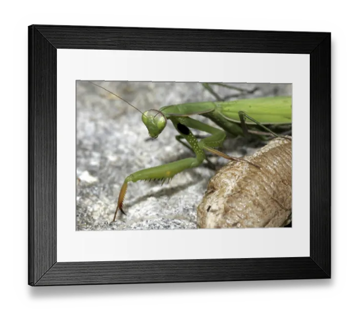 Framed Print : Praying mantis (Mantis religiosa) Framed Print : Praying mantis (Mantis religiosa)