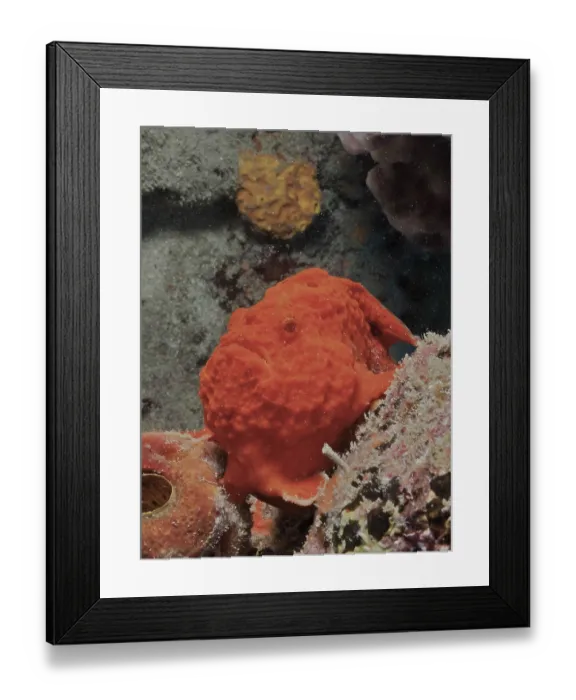 Framed Print : Multispotted frogfish (Antennarius multiocellatus)