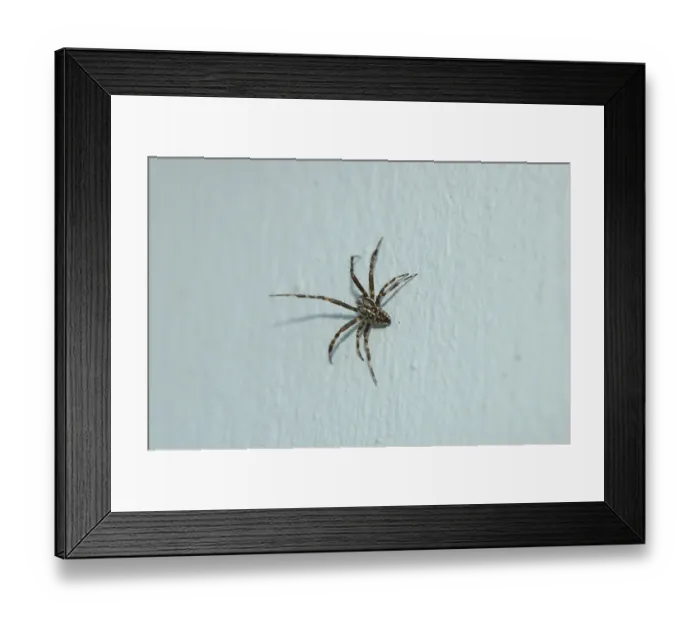 Framed Print : Cross spider (Araneus diadematus) Framed Print : Cross spider (Araneus diadematus)