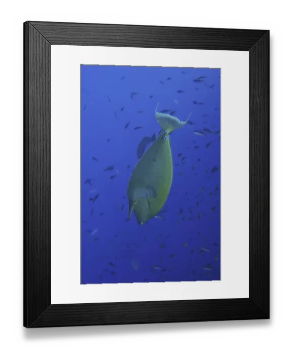 Framed Print : Shortnose surgeonfish (Naso unicornis) Framed Print : Shortnose surgeonfish (Naso unicornis)