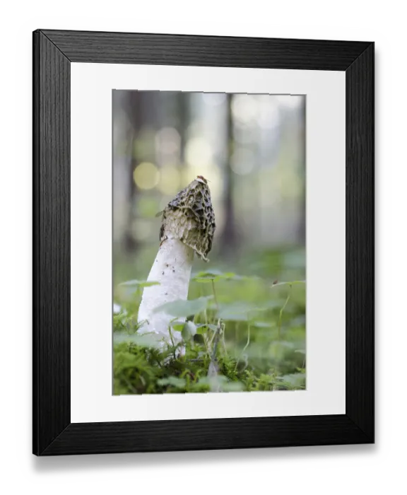 Framed Print : Common stinkhorn (Phallus impudicus) Framed Print : Common stinkhorn (Phallus impudicus)