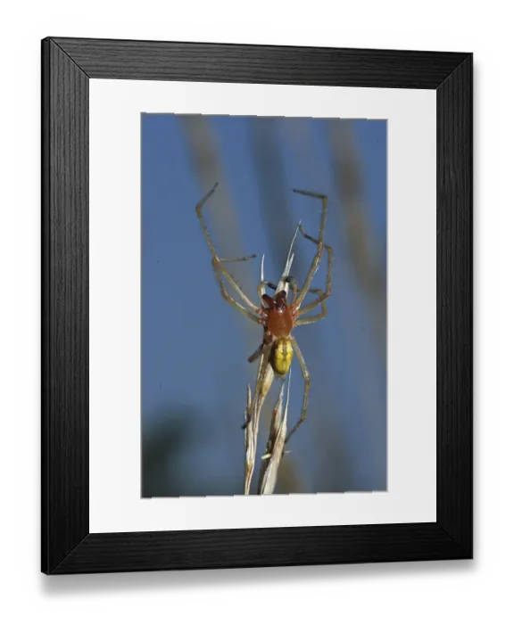 Framed Print : Thorn finger (Cheiracanthium punctorium) Framed Print : Thorn finger (Cheiracanthium punctorium)