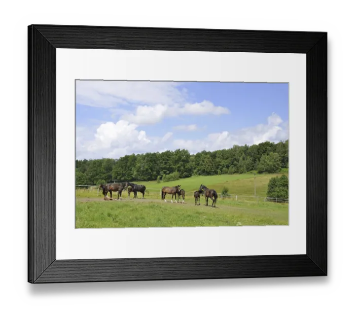 Framed Print : Horses (Equus ferus caballus) Framed Print : Horses (Equus ferus caballus)