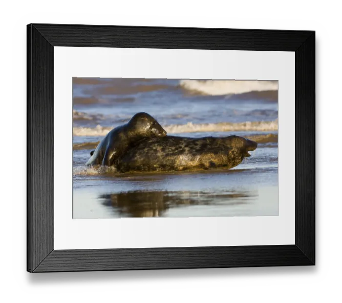 Framed Print : Grey seal (Halichoerus grypus) Framed Print : Grey seal (Halichoerus grypus)