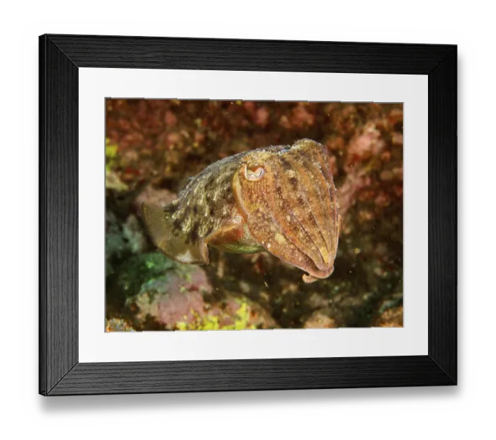 Framed Print : Common cuttlefish (Sepia officinalis) Framed Print : Common cuttlefish (Sepia officinalis)