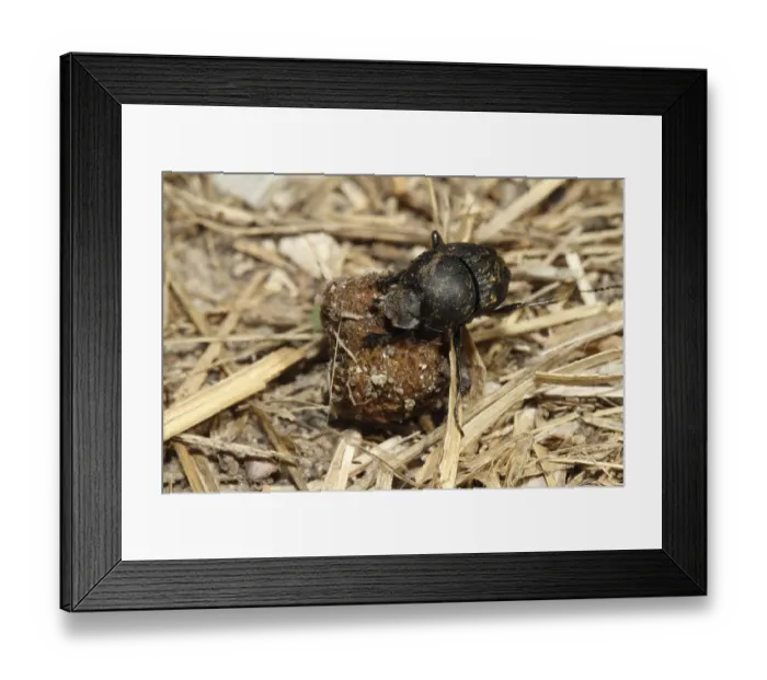 Framed Print : Matter pill moth (Sisyphus schaefferi) Framed Print : Matter pill moth (Sisyphus schaefferi)
