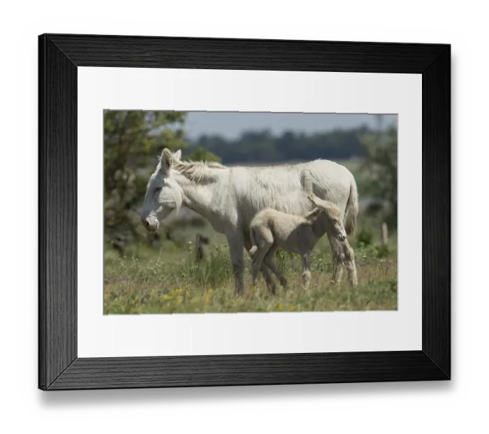 Framed Print : White donkey (Equus asinus asinus) Framed Print : White donkey (Equus asinus asinus)