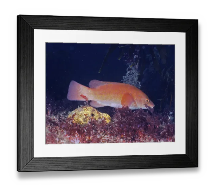 Framed Print : Ballan wrasse (Labrus bergylta) Framed Print : Ballan wrasse (Labrus bergylta)