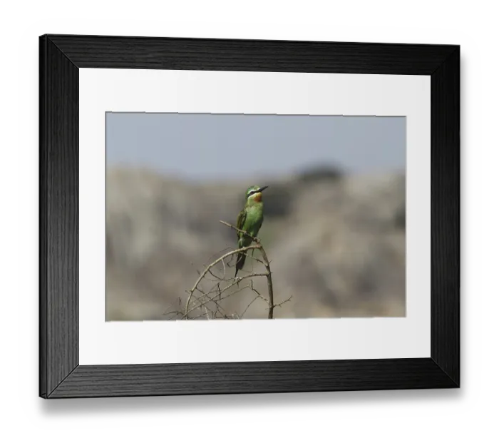 Framed Print : Blue-cheeked Bee-eater (Merops persicus) Framed Print : Blue-cheeked Bee-eater (Merops persicus)