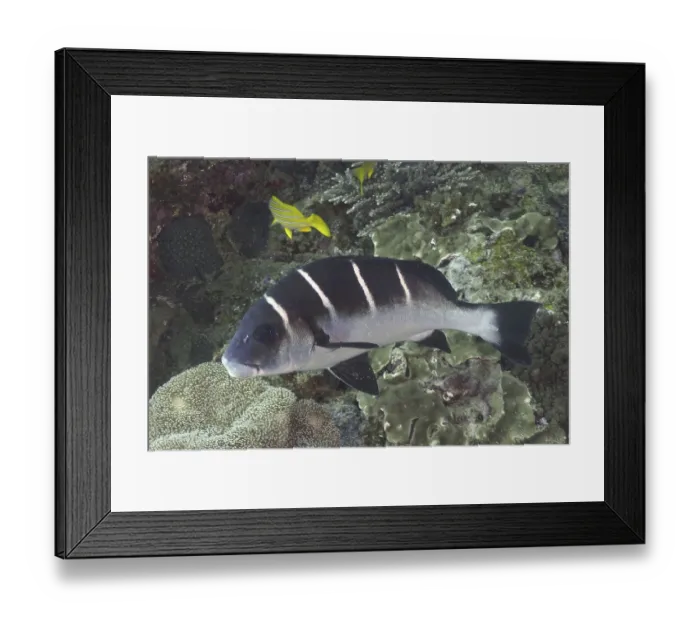 Framed Print : White-banded sweetlips (Plectorhinchus playfairi)