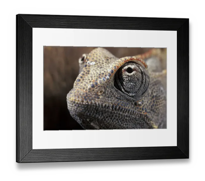 Framed Print : Desert chameleon (Chamaeleo namaquensis) Framed Print : Desert chameleon (Chamaeleo namaquensis)