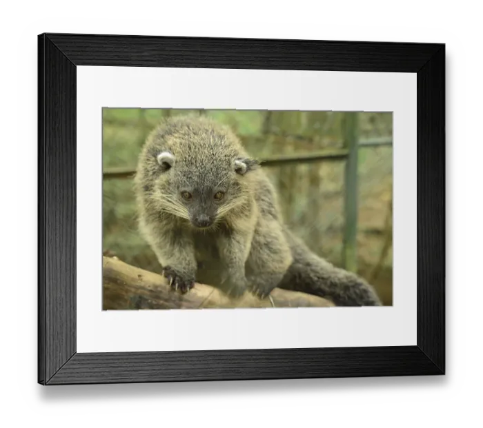 Framed Print : Binturong, marten bear (Arctictis binturong) Framed Print : Binturong, marten bear (Arctictis binturong)