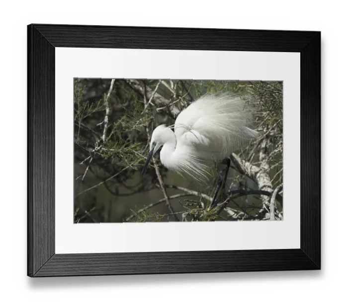 Framed Print : Little Egret in breeding plumage (Egretta garzetta)