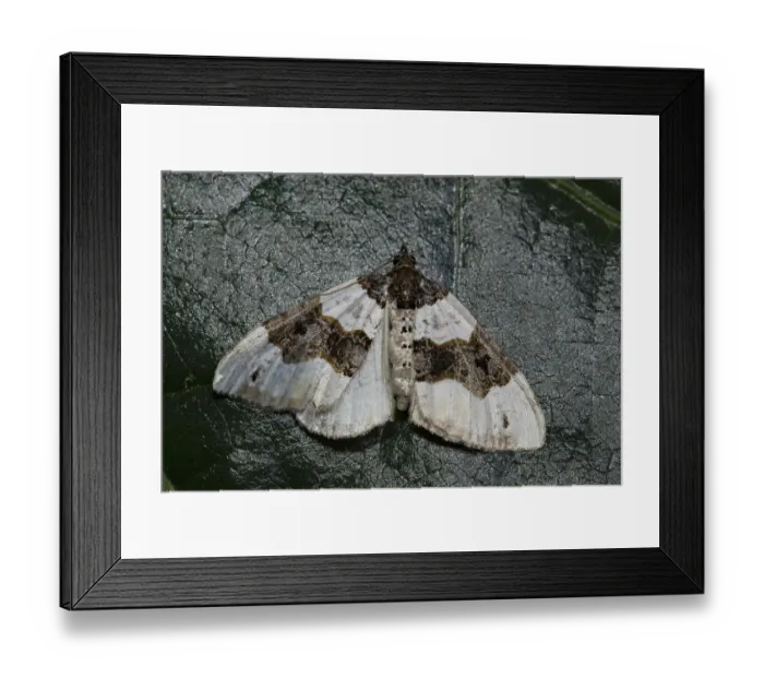 Framed Print : Black-eyed banded moth (Cosmorhoe ocellata)