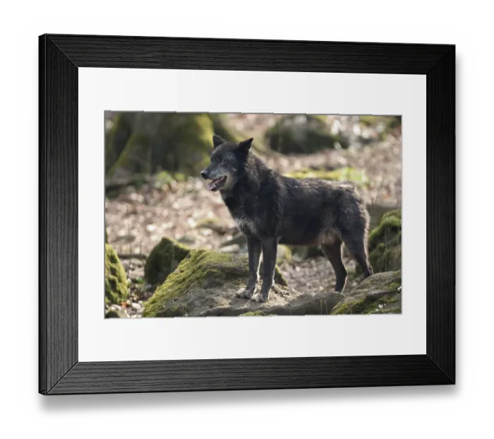 Framed Print : Timberwolf