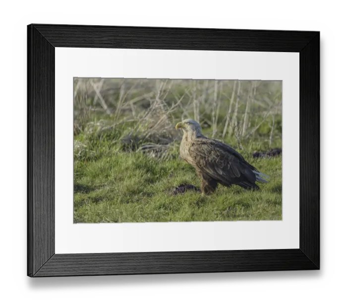 Framed Print : White-tailed eagle (Haliaeetus albicilla)