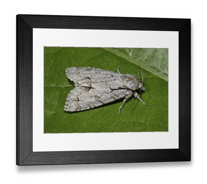 Framed Print : Arrow Owl (Acronicta psi) Framed Print : Arrow Owl (Acronicta psi)