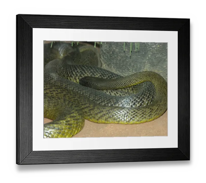 Framed Print : Inland taipan (Oxyuranus microlepidotus)