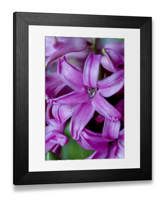 Framed Print : Pink garden hyacinth, Hyacinthus orientalis (Hyacinthus orientalis) Framed Print : Pink garden hyacinth, Hyacinthus orientalis (Hyacinthus orientalis)