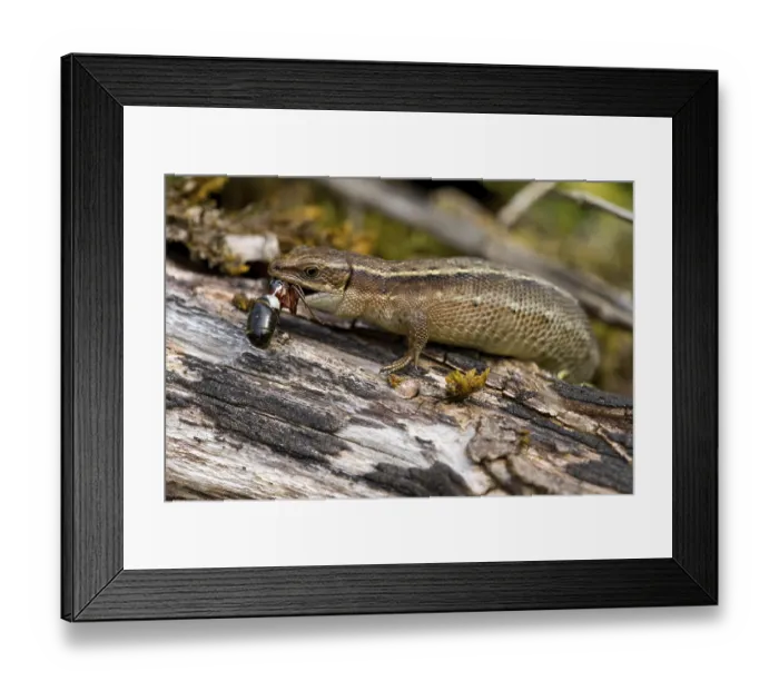 Framed Print : Wood lizard (Zootoca vivipara)