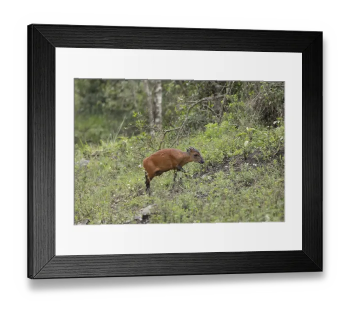 Framed Print : Red duiker (Cephalophus natalensis)
