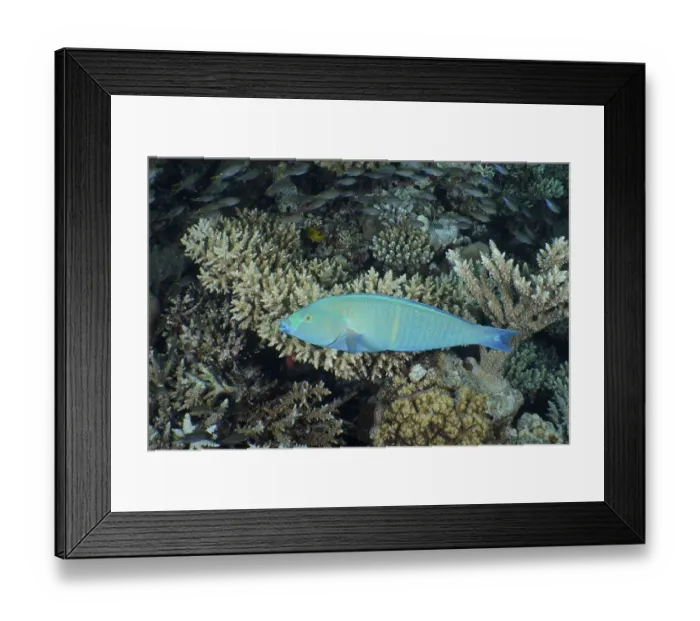 Framed Print : Steephead parrotfish (Hipposcarus harid)