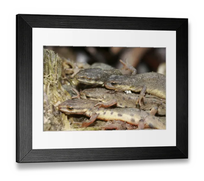 Framed Print : Pond newt (Lissotriton vulgaris)