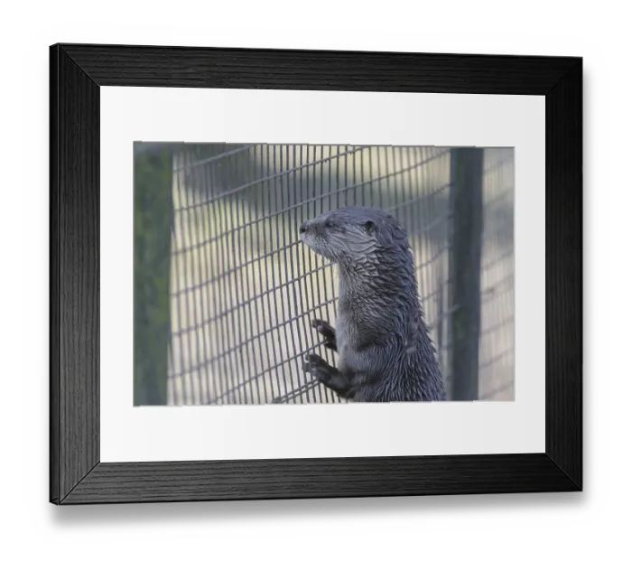 Framed Print : European otter (Lutra lutra)