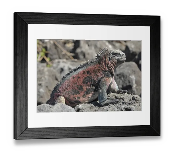 Framed Print : Galapagos sea lizard (Amblyrhynchus cristatus)