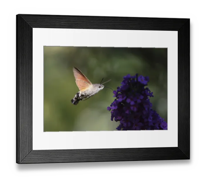 Framed Print : Pigeon tail (Macroglossum stellatarum)