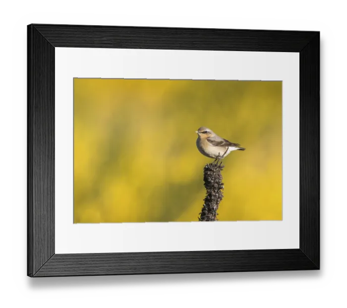 Framed Print : Wheatear (Oenanthe oenanthe)