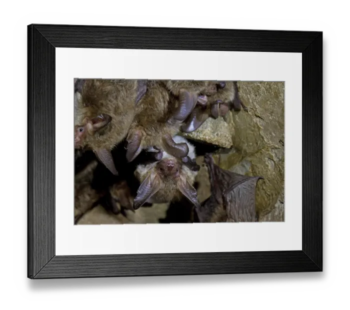 Framed Print : Bechstein's bat (Myotis bechsteinii) Bechstein's bat (Myotis bechsteinii)
