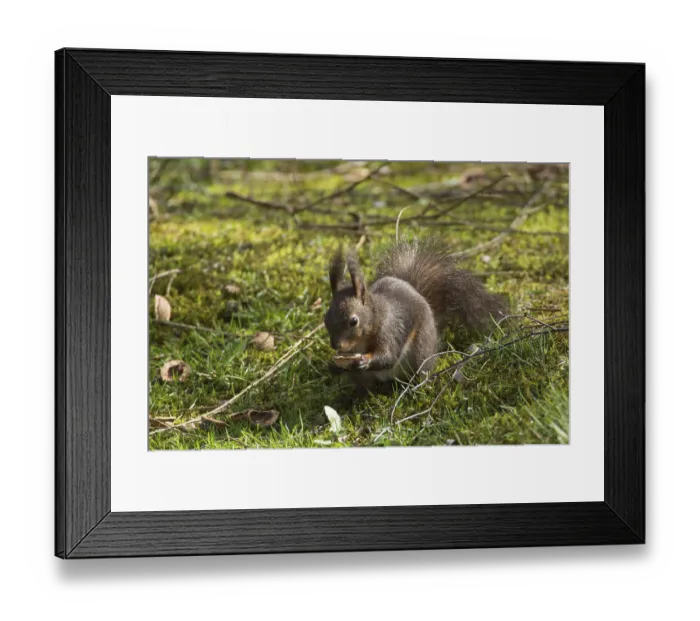 Framed Print : Squirrel (Sciurus vulgaris) Framed Print : Squirrel (Sciurus vulgaris)