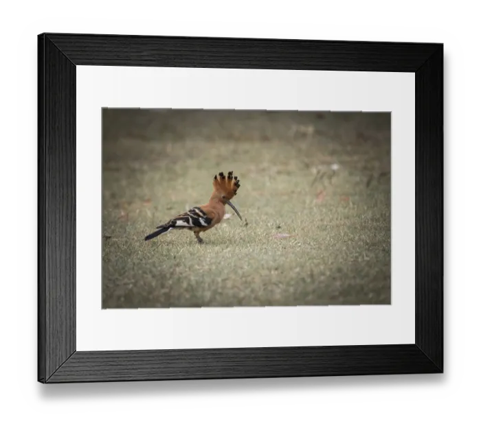 Framed Print : Hoopoe (Upupa epops)