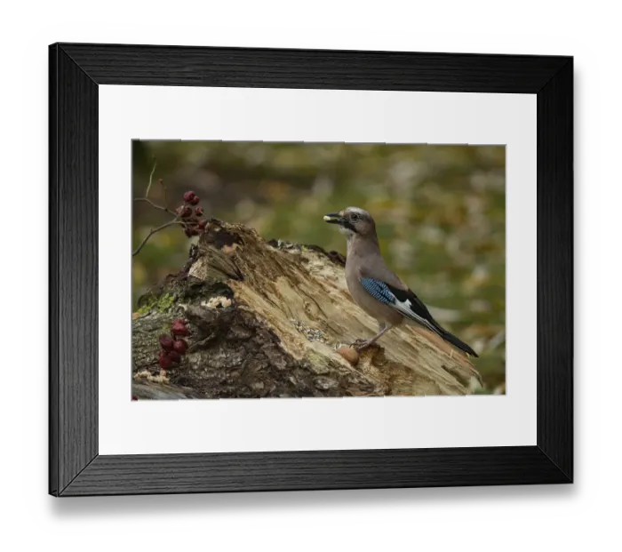Framed Print : Eurasian jay (Garrulus glandarius) Framed Print : Eurasian jay (Garrulus glandarius)