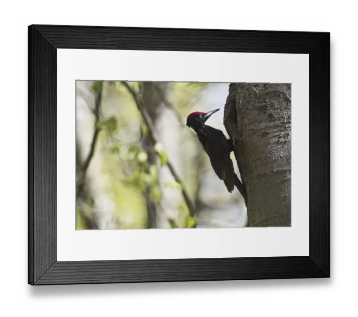 Framed Print : Black woodpecker (Dryocopus martius)