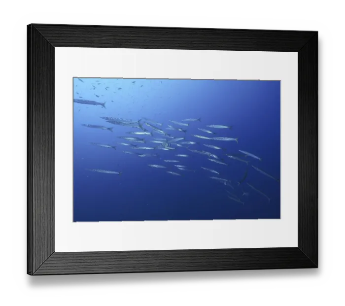 Framed Print : European barracuda (Sphyraena sphyraena) Framed Print : European barracuda (Sphyraena sphyraena)