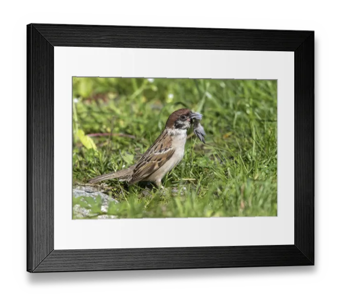 Framed Print : Tree sparrow - collects feathers for nest building (Passer montanus)