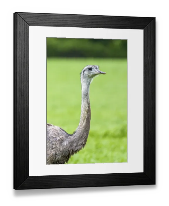 Framed Print : Nandu in a grain field (Rhea americana)