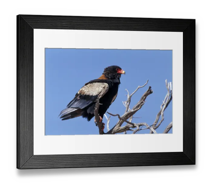 Framed Print : Bateleur (Terathopius ecaudatus) Framed Print : Bateleur (Terathopius ecaudatus)