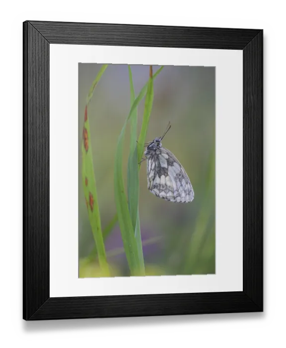 Framed Print : Checkerspot butterfly (Melanargia galathea) Framed Print : Checkerspot butterfly (Melanargia galathea)