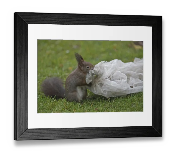 Framed Print : Squirrel (Sciurus vulgaris) Framed Print : Squirrel (Sciurus vulgaris)
