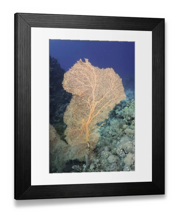 Framed Print : Giant fan coral (Annella mollis)