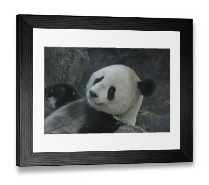 Framed Print : Giant panda bear (Ailuropoda melanoleuca)