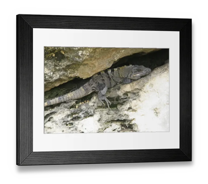 Framed Print : Black spiny-tailed iguana in Mexico Yucatan (Ctenosaura similis)