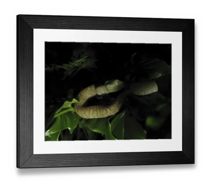Framed Print : Bush viper (Atheris chlorechis)