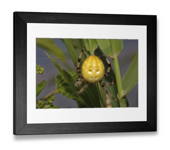Framed Print : Four-spotted cross spider (Araneus quadratus)